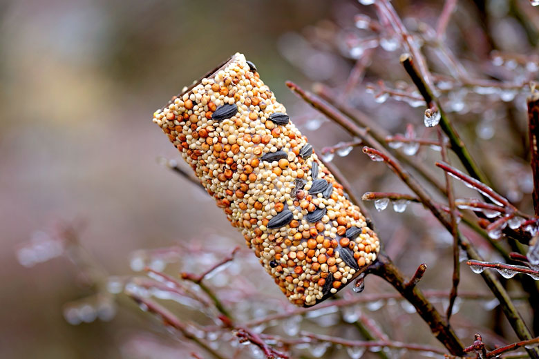 school holiday fun - home made bird feeder kids craft