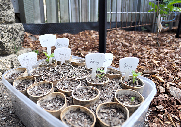 {The Organised Housewife} Growing Seedlings 4