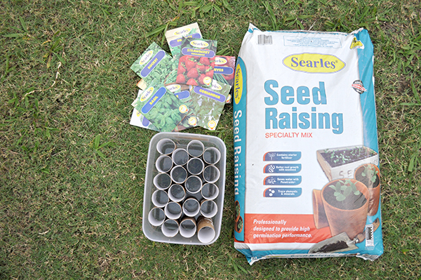 {The Organised Housewife} Growing Seedlings