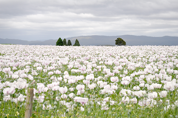 Tasmania Family Holiday 10