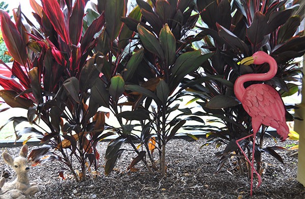 outdoor-flamingo