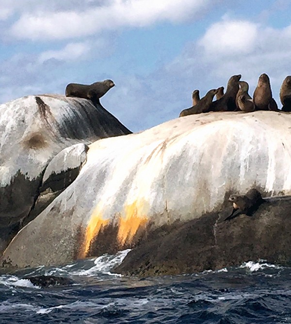 bay-of-fires-eco-tour-seals