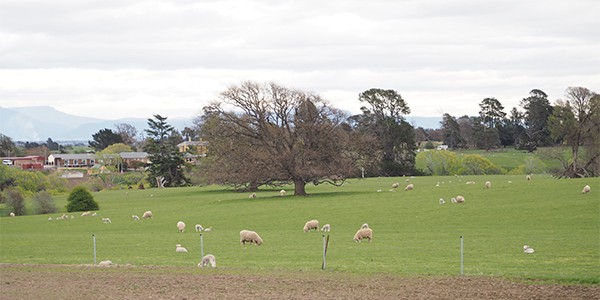fields-of-lamb-tasmania