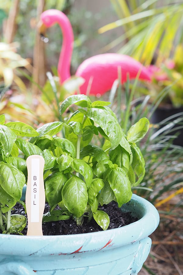 Easy plants to grow at home. Home herb garden saves you money on groceries.