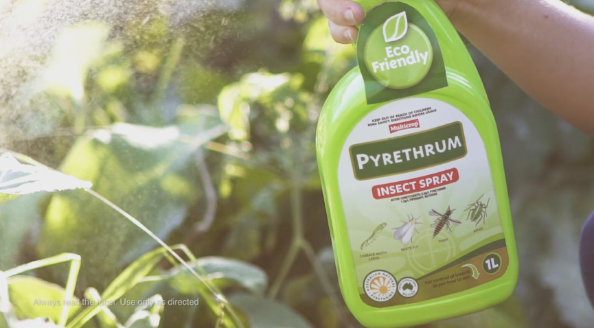 Australian Natural Pyrethrins® is a natural choice for protecting my family from pesky bugs. You may already be using this product without knowing it. It has a long history of use in insect control products worldwide, including Multicrop garden products and Raid Earth Options insect sprays. It can also be found in products for use on your family for tackling headlice and on pets for combatting fleas and ticks.