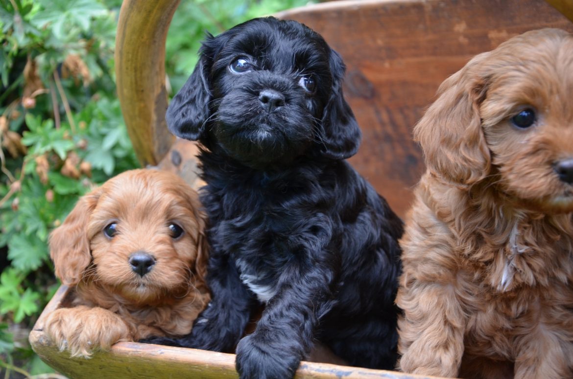 small indoor dogs