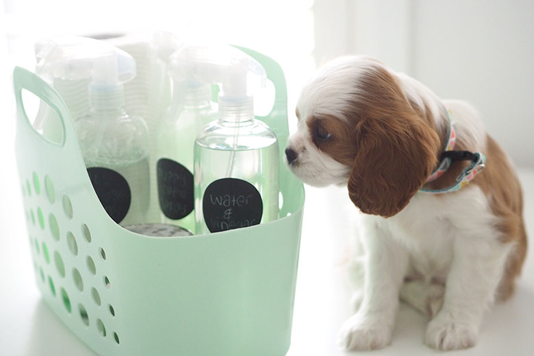 We welcomed a little puppy into our household on the weekend. With new a puppy, I expected there may be messes in the house, so I planned ahead and made up this little Organised Puppy Cleaning Caddy. So glad I did!!