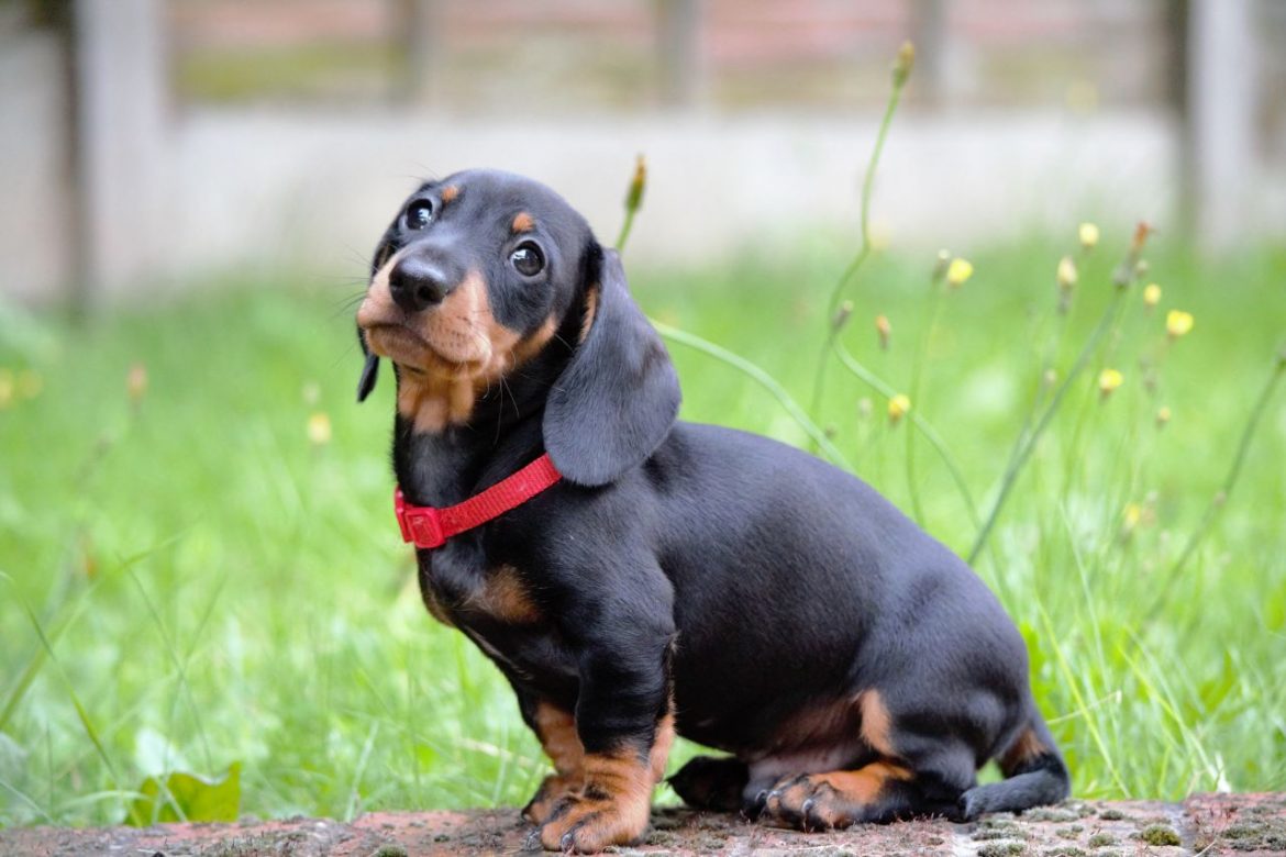 Small dogs store for inside home