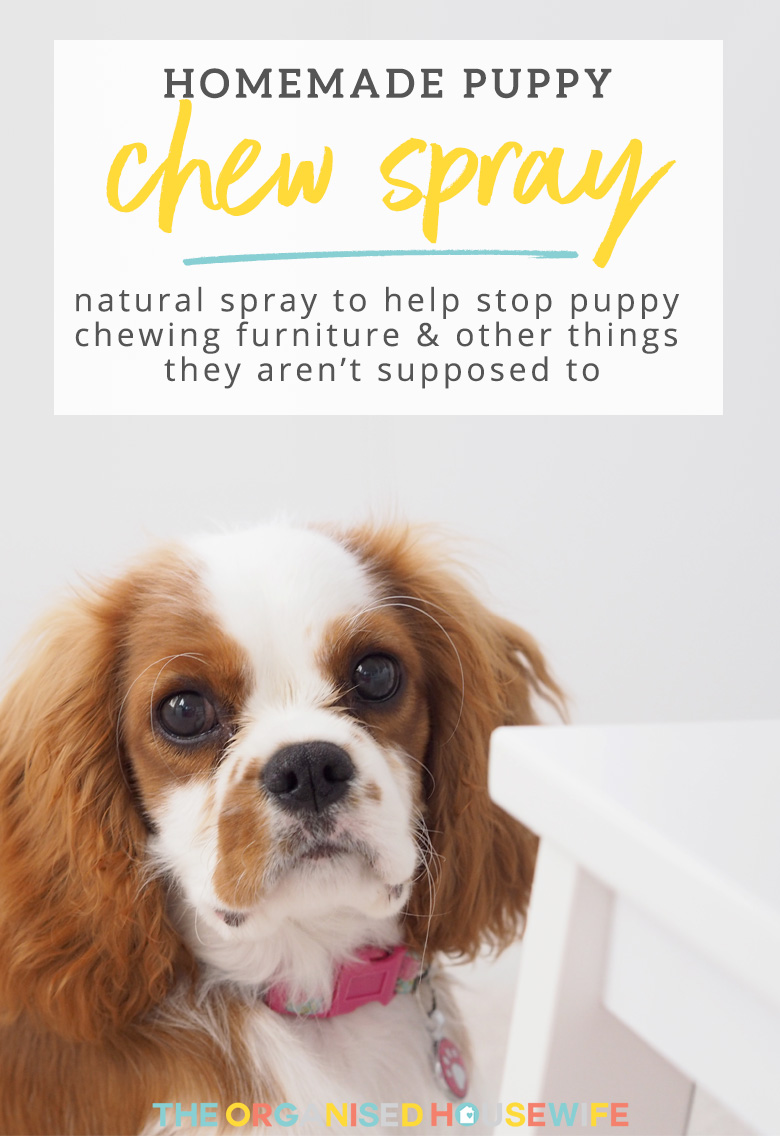 Homemade Spray to Stop Puppy Chewing Furniture The Organised Housewife