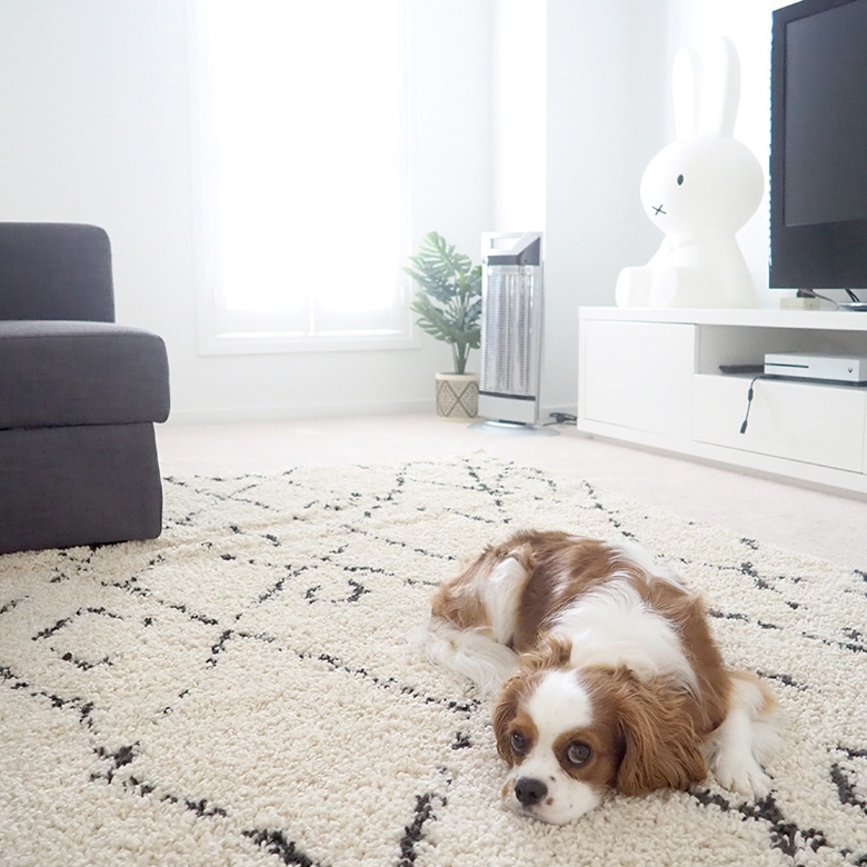 How to easily clean lounge room rug