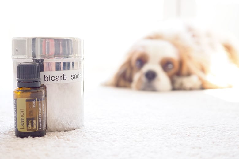 DIY chemical free carpet cleaning with dogs and pets