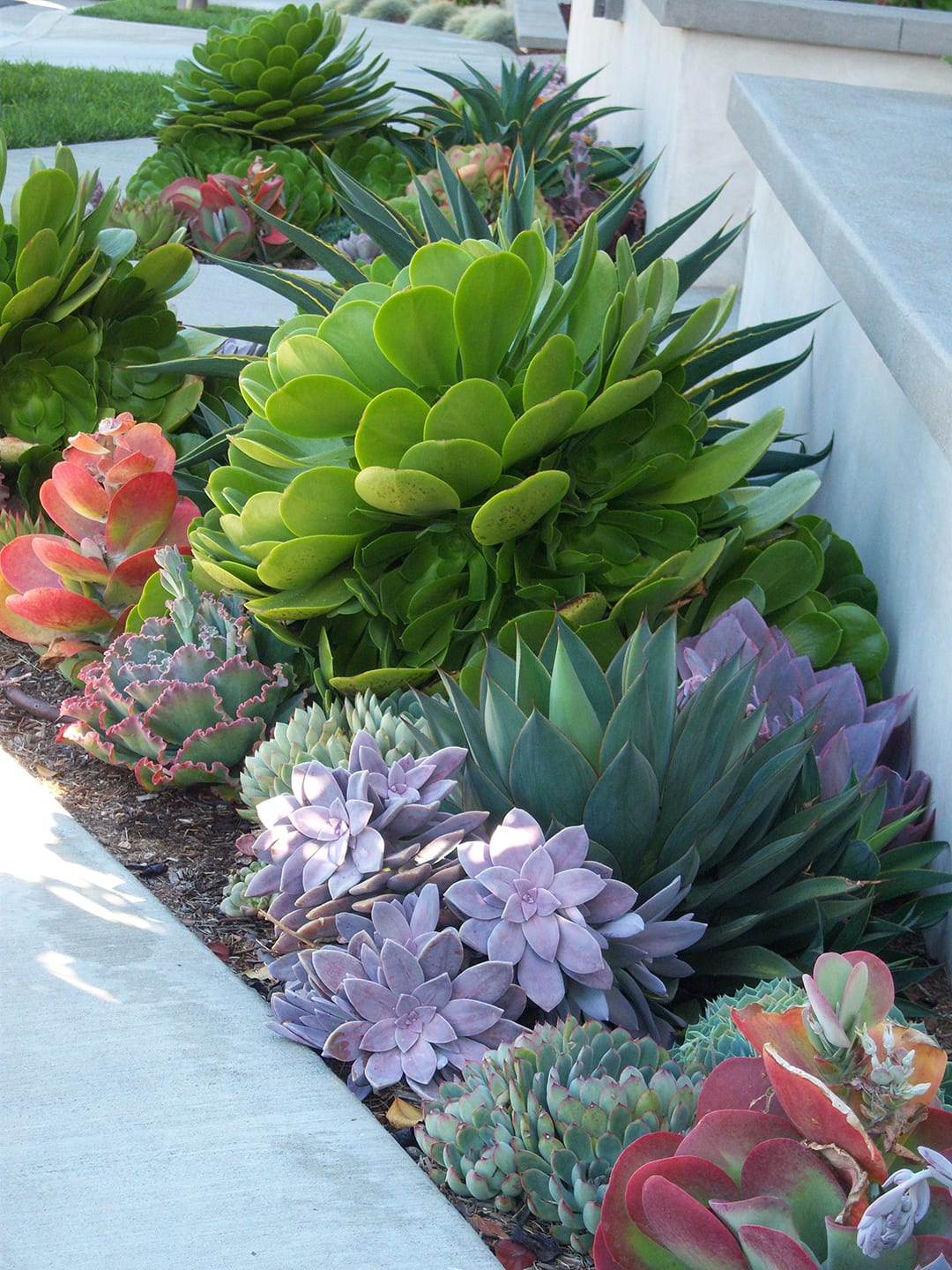 Beautiful succulent garden inspiration for outdoor area