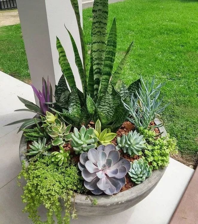 Gorgeous succulent pot outdoor garden idea