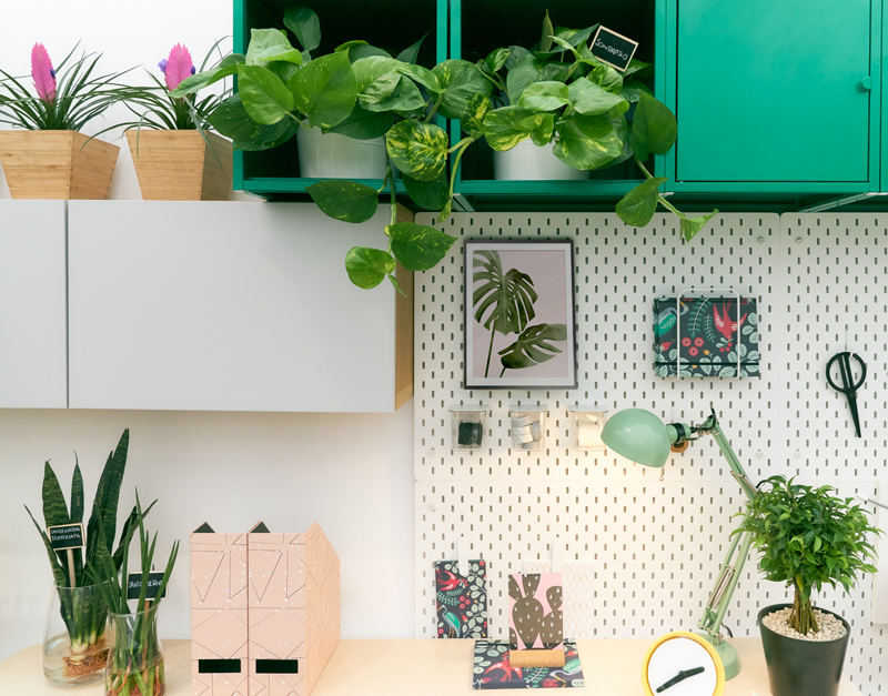 Indoor plants in home office for concentration