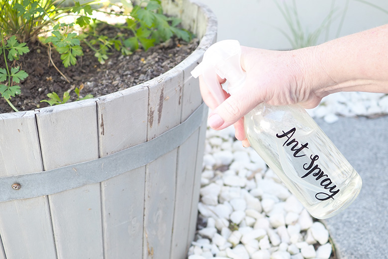 Diy Ant Repellent Spray The Organised Housewife