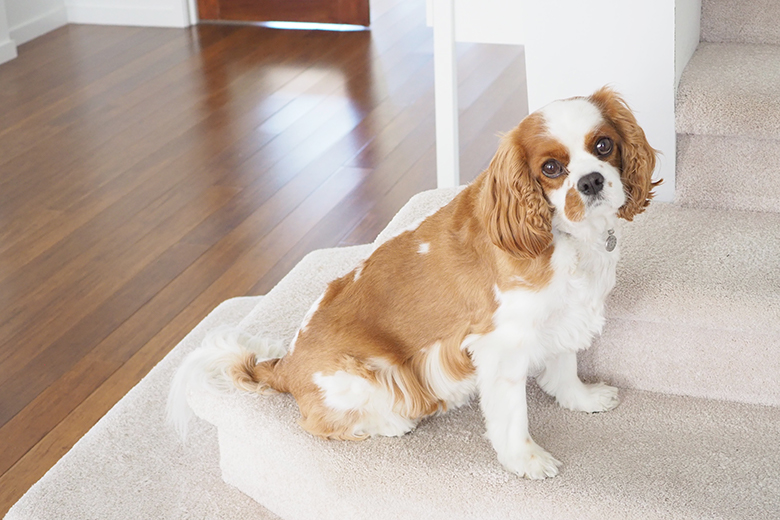 Spot cleaner for home walls