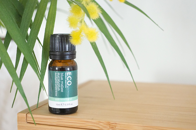 Eucalyptus essential oil for head lice prevention