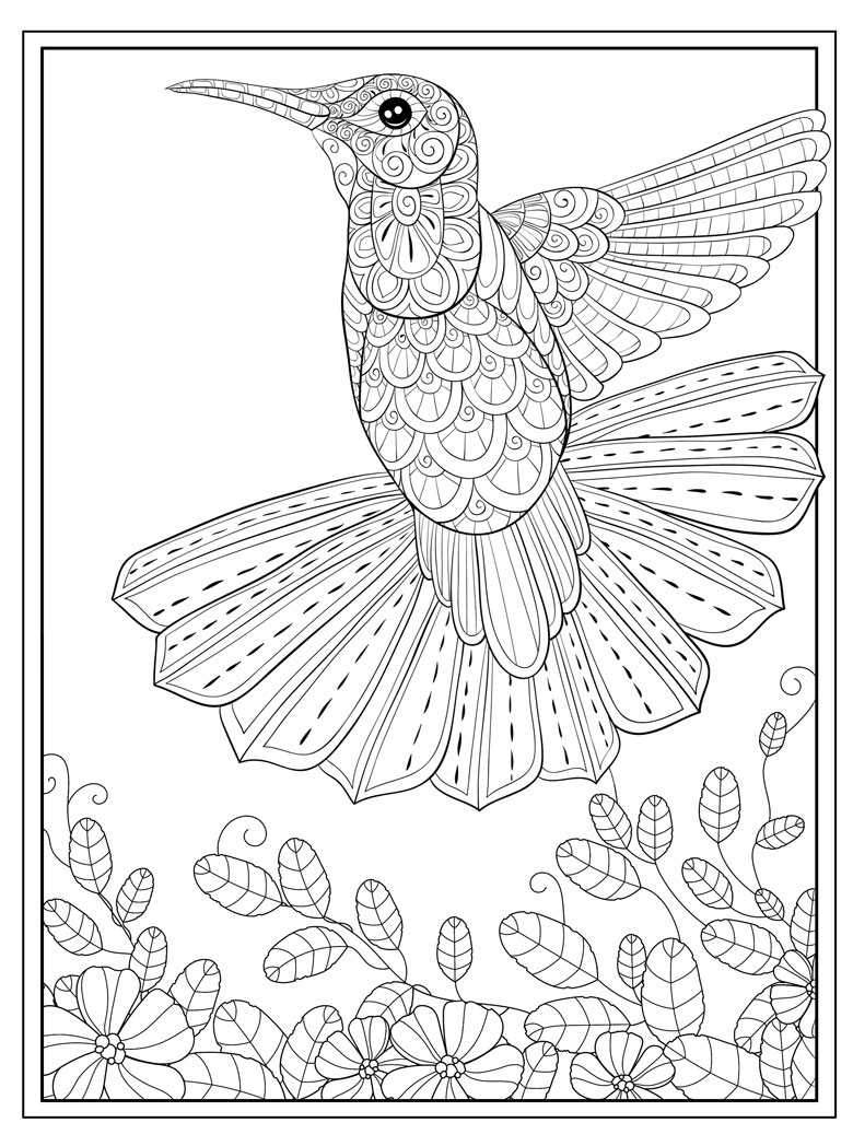 adult colouring in page free hummingbird