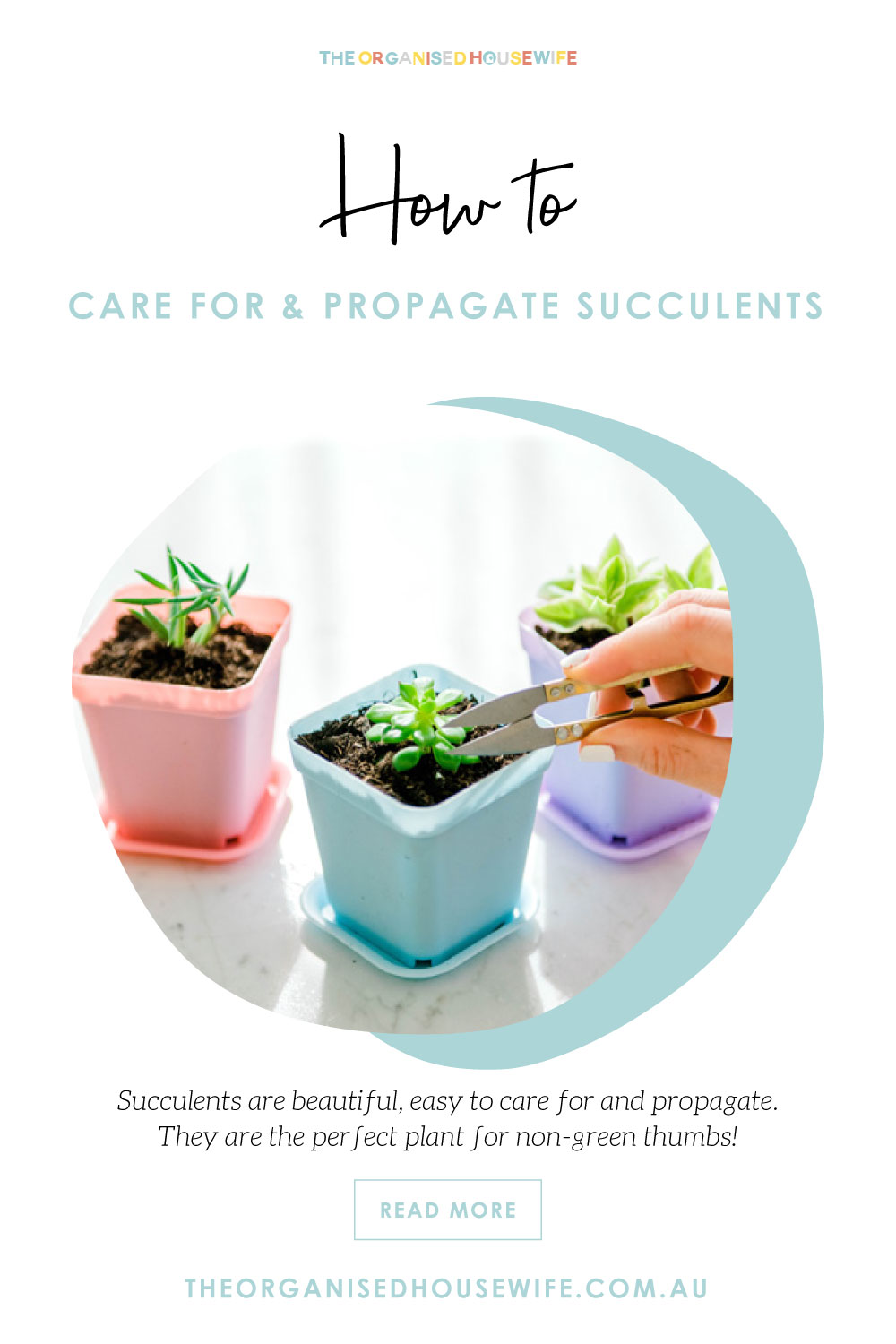 how to care for and propagate succulents pin