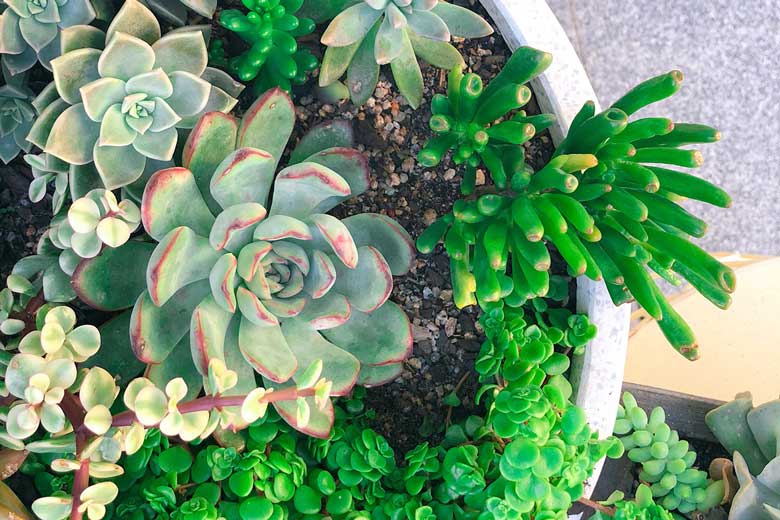 how to care for and propagate succulents