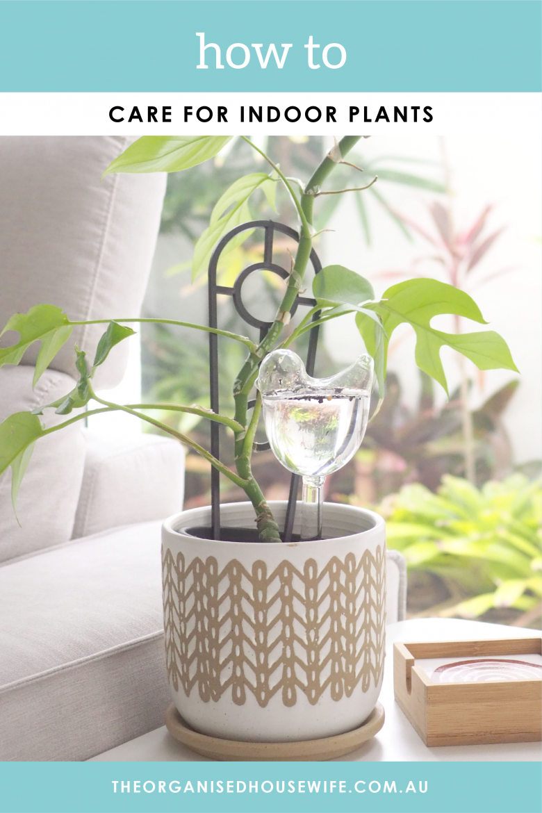 indoor plant care tips