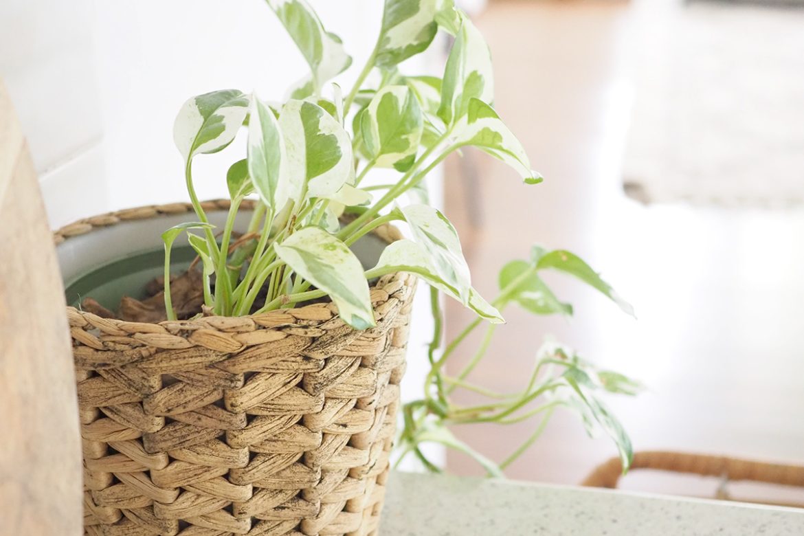 How to clean walls  The Organised Housewife